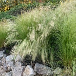 Meet your Posher, Plant